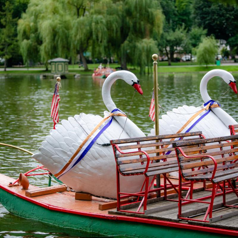 Swan Boats wearing sashes.