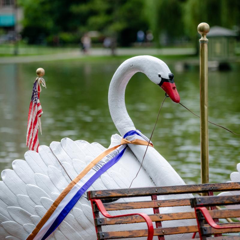 Swan Boats wearing sashes.