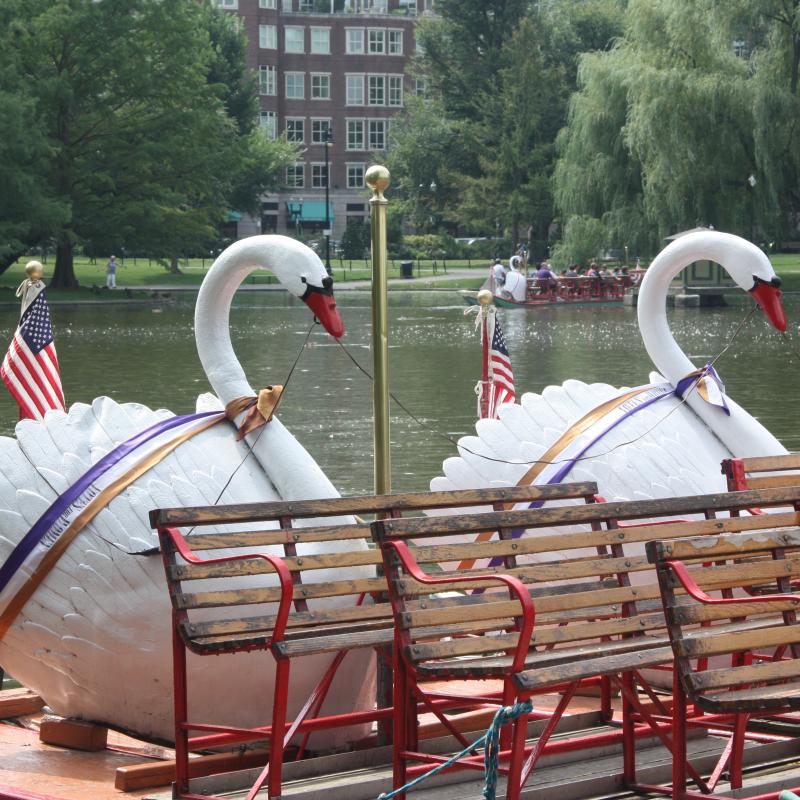 Swan boats wearing sashes.