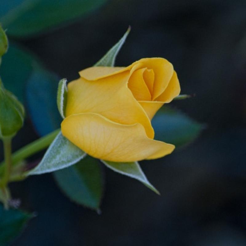 A yellow rose bud 