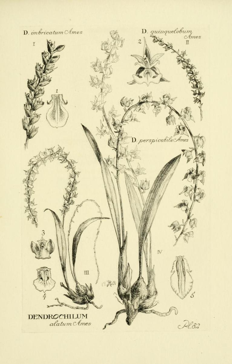 Botanical drawing of an orchid